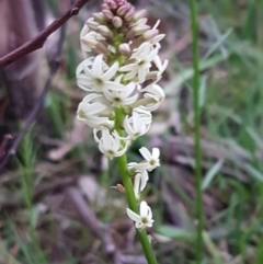 Stackhousia monogyna (Creamy Candles) at Bruce, ACT - 21 Sep 2020 by tpreston