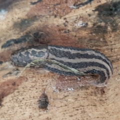 Limax maximus (Leopard Slug, Great Grey Slug) at Flea Bog Flat, Bruce - 21 Sep 2020 by tpreston