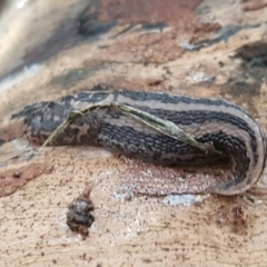 Limax maximus at Bruce, ACT - 21 Sep 2020