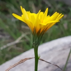 Microseris walteri at Bruce, ACT - 21 Sep 2020