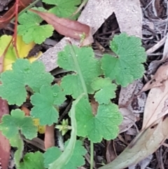 Hydrocotyle laxiflora (Stinking Pennywort) at Bruce, ACT - 21 Sep 2020 by tpreston