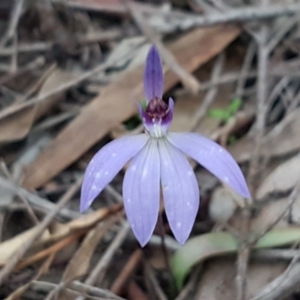 Cyanicula caerulea at Bruce, ACT - suppressed