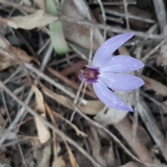 Cyanicula caerulea at Bruce, ACT - 21 Sep 2020