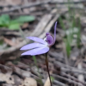 Cyanicula caerulea at Bruce, ACT - 21 Sep 2020