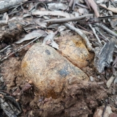 Pisolithus marmoratus (Horse Dung Fungus) at Bruce, ACT - 21 Sep 2020 by tpreston