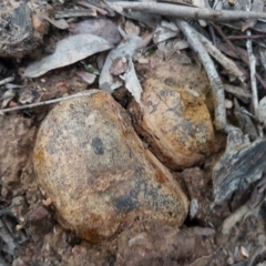 Pisolithus marmoratus at Bruce, ACT - 21 Sep 2020