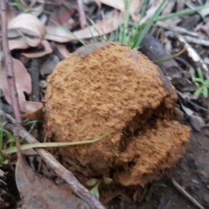 Pisolithus marmoratus at Bruce, ACT - 21 Sep 2020