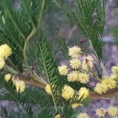 Acacia decurrens (Green Wattle) at Bruce Ridge to Gossan Hill - 21 Sep 2020 by trevorpreston