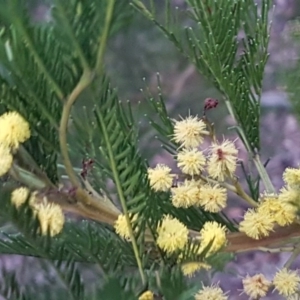 Acacia decurrens at Bruce, ACT - 21 Sep 2020