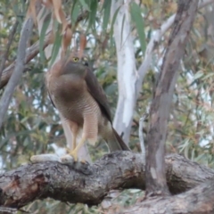 Oryctolagus cuniculus (European Rabbit) at Red Hill Nature Reserve - 21 Sep 2020 by roymcd