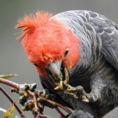 Callocephalon fimbriatum (Gang-gang Cockatoo) at McQuoids Hill - 20 Sep 2020 by HelenCross