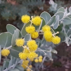 Acacia podalyriifolia (Queensland Silver Wattle) at Bruce Ridge to Gossan Hill - 21 Sep 2020 by trevorpreston