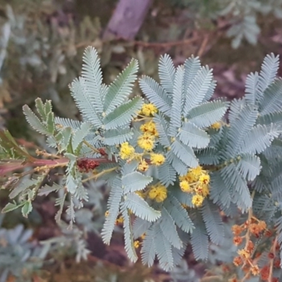 Acacia baileyana (Cootamundra Wattle, Golden Mimosa) at Bruce Ridge to Gossan Hill - 21 Sep 2020 by trevorpreston