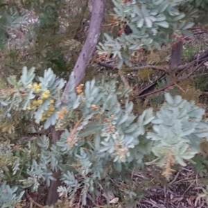 Acacia baileyana at Bruce, ACT - 21 Sep 2020