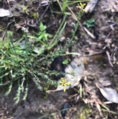 Pimelea curviflora var. sericea (Curved Riceflower) at Tuggeranong Hill - 18 Aug 2020 by Nat