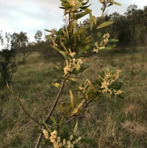 Acacia melanoxylon at Kambah, ACT - 19 Sep 2020 09:52 PM