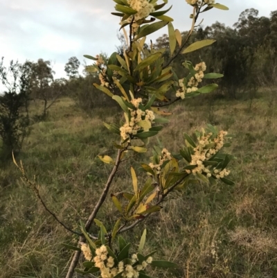 Acacia melanoxylon (Blackwood) at Kambah, ACT - 19 Sep 2020 by PeterR