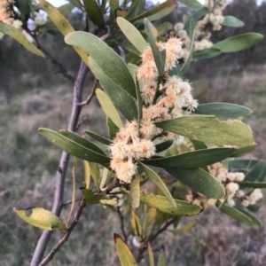 Acacia melanoxylon at Kambah, ACT - 19 Sep 2020 09:52 PM