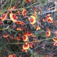 Dillwynia sp. at Kambah, ACT - 19 Sep 2020 09:49 PM