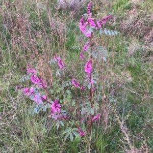 Indigofera australis subsp. australis at Tuggeranong DC, ACT - 19 Sep 2020 09:47 PM