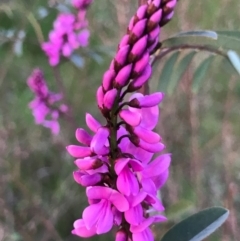 Indigofera australis subsp. australis at Tuggeranong DC, ACT - 19 Sep 2020 09:47 PM