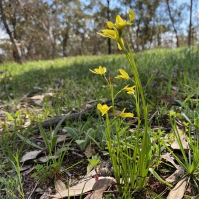 Diuris chryseopsis (Golden Moth) at Hughes, ACT - 21 Sep 2020 by LisaH