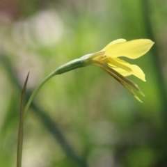 Diuris chryseopsis at Hughes, ACT - suppressed