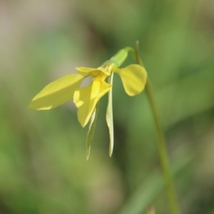 Diuris chryseopsis at Hughes, ACT - suppressed