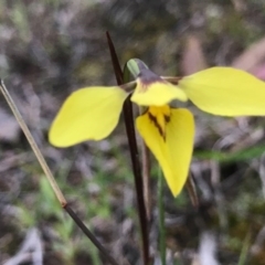 Diuris chryseopsis (Golden Moth) at McQuoids Hill - 19 Sep 2020 by PeterR