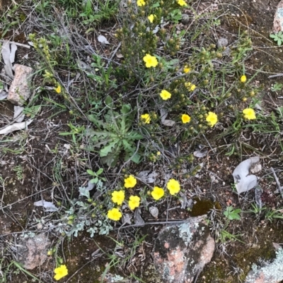 Hibbertia sp. (Guinea Flower) at Tuggeranong DC, ACT - 19 Sep 2020 by PeterR