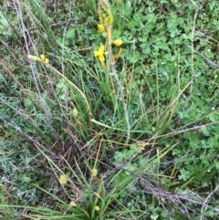 Bulbine bulbosa (Golden Lily, Bulbine Lily) at McQuoids Hill - 19 Sep 2020 by PeterR
