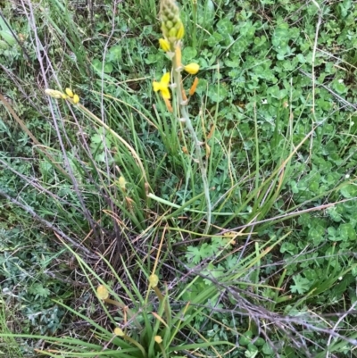 Bulbine bulbosa (Golden Lily, Bulbine Lily) at McQuoids Hill - 19 Sep 2020 by PeterR