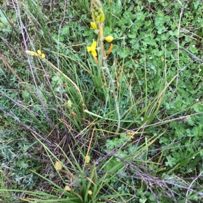 Bulbine bulbosa (Golden Lily, Bulbine Lily) at Tuggeranong DC, ACT - 19 Sep 2020 by PeterR