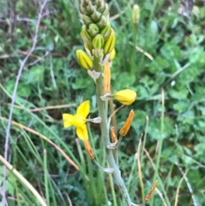 Bulbine bulbosa at Tuggeranong DC, ACT - 19 Sep 2020 09:35 PM