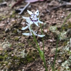 Wurmbea dioica subsp. dioica (Early Nancy) at Tuggeranong DC, ACT - 19 Sep 2020 by PeterR