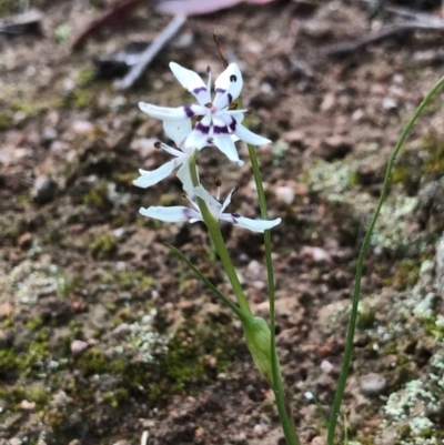 Wurmbea dioica subsp. dioica (Early Nancy) at Tuggeranong DC, ACT - 19 Sep 2020 by PeterR