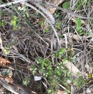 Melichrus urceolatus at Tuggeranong DC, ACT - 19 Sep 2020