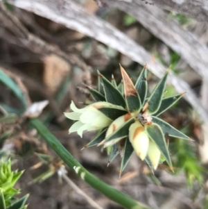 Melichrus urceolatus at Tuggeranong DC, ACT - 19 Sep 2020