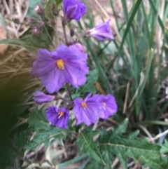 Solanum cinereum (Narrawa Burr) at Tuggeranong DC, ACT - 19 Sep 2020 by PeterR