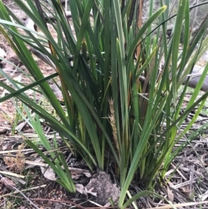 Lomandra longifolia at Tuggeranong DC, ACT - 19 Sep 2020 09:04 PM