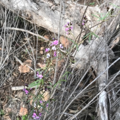 Glycine clandestina (Twining Glycine) at Tuggeranong DC, ACT - 19 Sep 2020 by PeterR