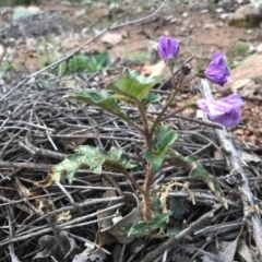 Solanum cinereum (Narrawa Burr) at Tuggeranong DC, ACT - 19 Sep 2020 by PeterR