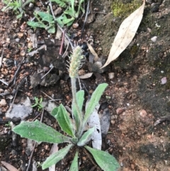 Plantago varia (Native Plaintain) at Tuggeranong DC, ACT - 19 Sep 2020 by PeterR