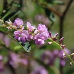 Indigofera australis subsp. australis (Australian Indigo) at Deakin, ACT - 21 Sep 2020 by LisaH