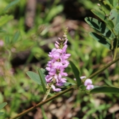 Indigofera australis subsp. australis at Deakin, ACT - 21 Sep 2020 01:59 PM