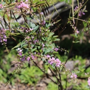 Indigofera australis subsp. australis at Deakin, ACT - 21 Sep 2020 01:59 PM