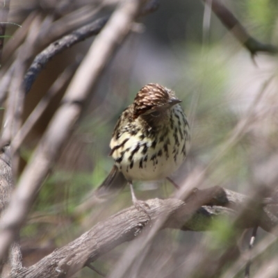 Pyrrholaemus sagittatus (Speckled Warbler) at Deakin, ACT - 21 Sep 2020 by LisaH