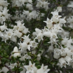 Cryptandra amara (Bitter Cryptandra) at Theodore, ACT - 21 Sep 2020 by owenh