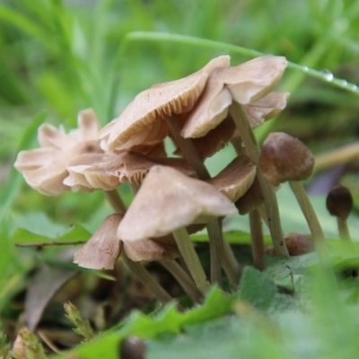 Unidentified Fungus at Hughes, ACT - 21 Sep 2020 by LisaH