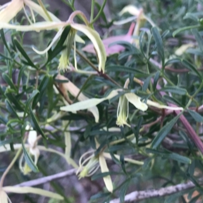 Clematis leptophylla (Small-leaf Clematis, Old Man's Beard) at Tuggeranong DC, ACT - 19 Sep 2020 by PeterR